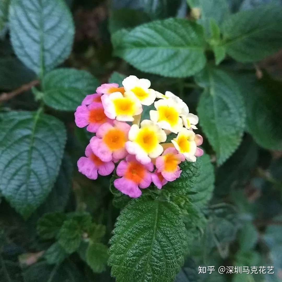 花艺学校 这些 毒花 盛放 严重可致丧命 花粉需谨慎 第三弹 知乎