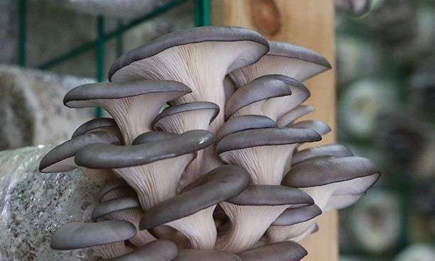 平菇:菌丝张满了,不出菇.里面发黄水.是什么原因?