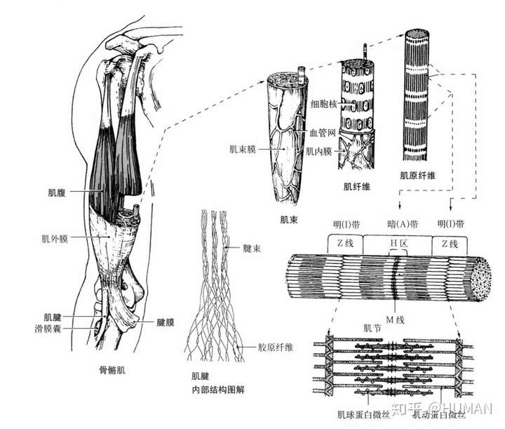 详述肌纤维的微细结构