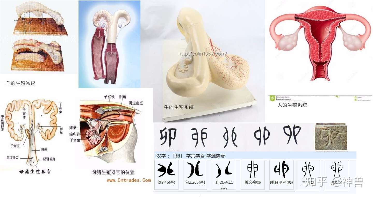 石榴和生育 和关于生育的几个汉字 知乎