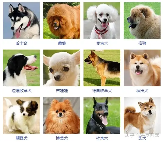 狗狗几种常见的品种简介