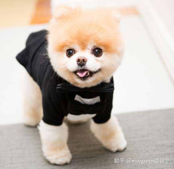 干货篇 如何训练博美犬大小便 知乎