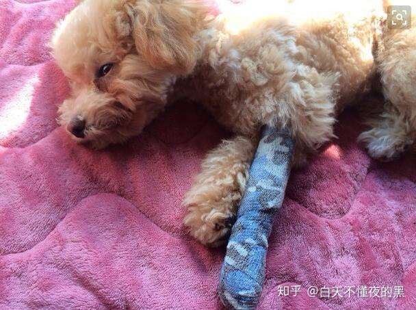 泰迪骨折了会自己好吗 泰迪骨折怎么办 知乎