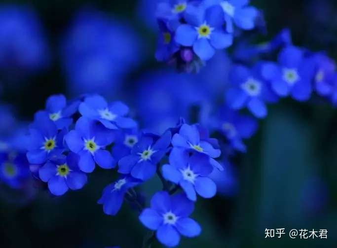 七夕相聚 勿忘我 最能表达情意 知乎