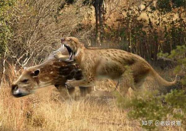 根据现在发掘出来的恐齿猫化石来看,它们的 牙齿构造与剑齿虎十分相似