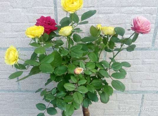 月季花长在木香花上 没想到木香比玫瑰开的还好看 知乎 月季花长在木香花上 没想到木香比玫瑰开的还好看 知乎