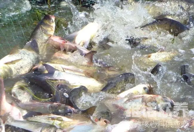 花白鲢喂什么生长快 花白鲢的饲料养殖技巧 知乎