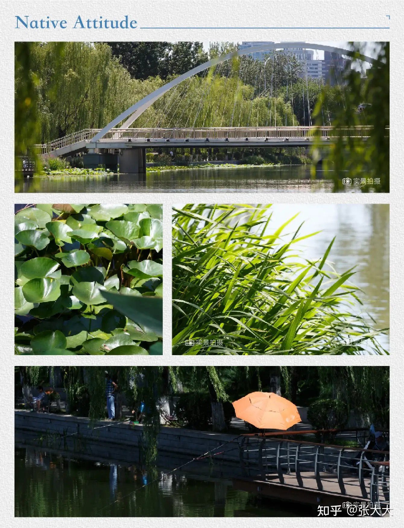 亮马河植物图鉴 知乎 亮马河植物图鉴 知乎