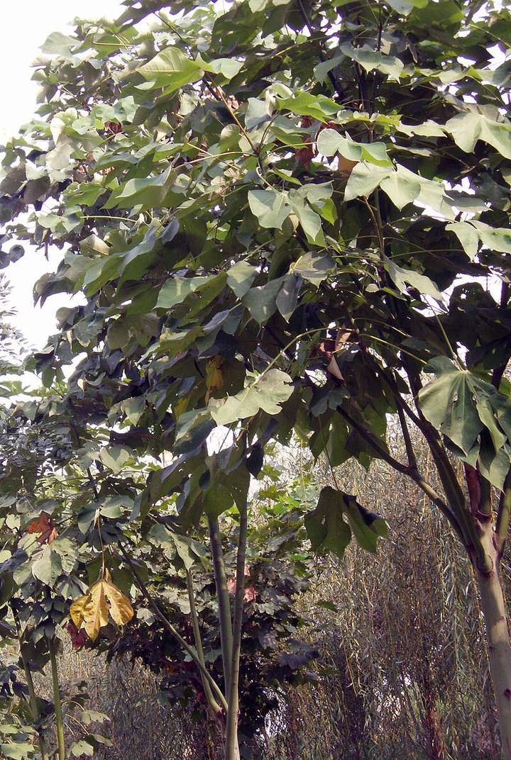 梧桐( firmiana simplex ,属于锦葵目梧桐科,如图.