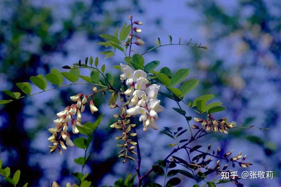 生态客自然观察 分科识花图鉴 30 豆科c 蝶形花亚科非三出复叶类型 下 知乎