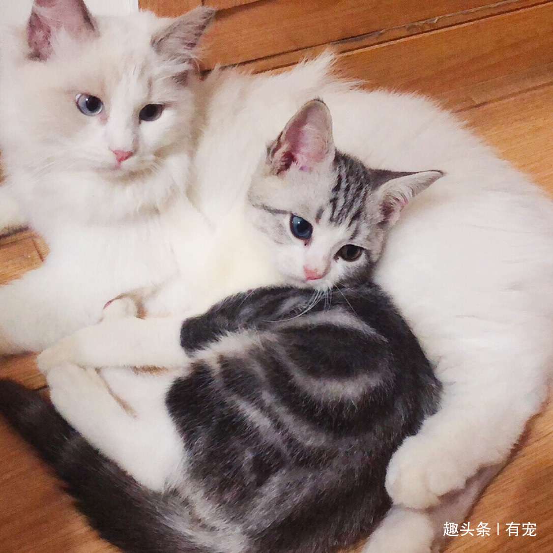 猫咪认识自己的兄弟姐妹吗 猫妈妈会一直爱自己的孩子吗 知乎