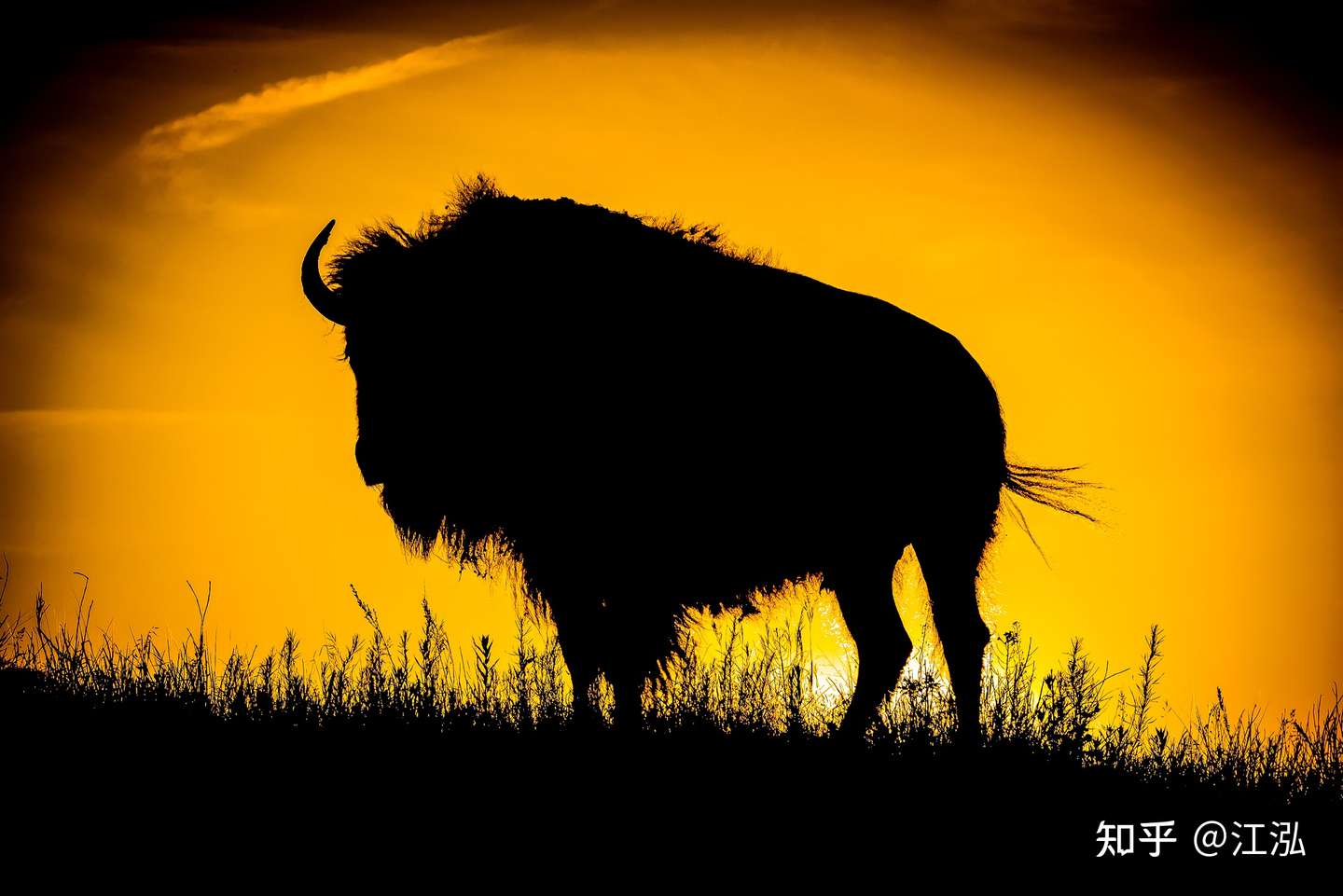 美国人差一点就杀光了自己的 国兽 知乎