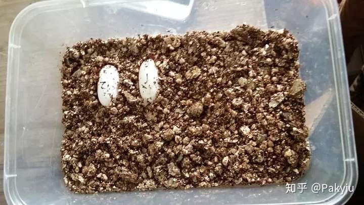 关注问题 67 写回答 蜥蜴 守宫 爬行纲动物 爬宠 禽类 豹纹守宫下蛋