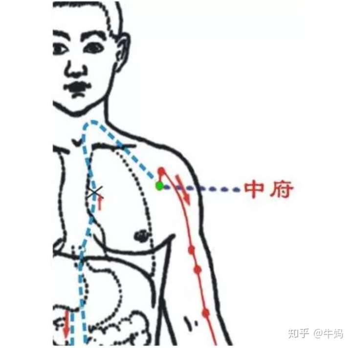 它是久咳不愈的终结者补肺健脾气自足