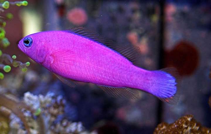5cm暴躁小海鱼一身紫衣扎眼躲进珊瑚更好看
