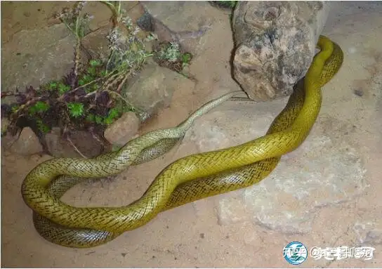 Most venomous snake, photo by Chinese network