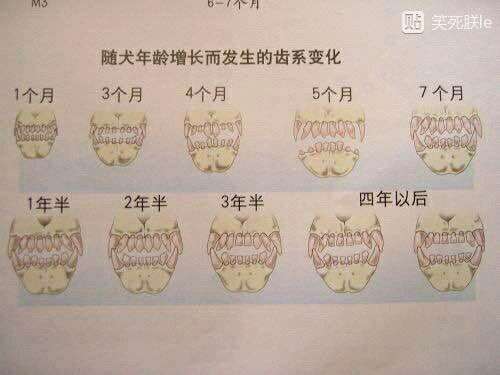 幼犬年龄牙齿对照表图片