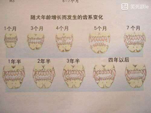 从牙齿判断狗狗年龄?