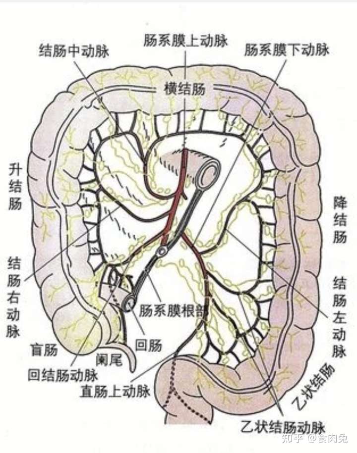 肠镜为啥能捅那么深,原理是什么?