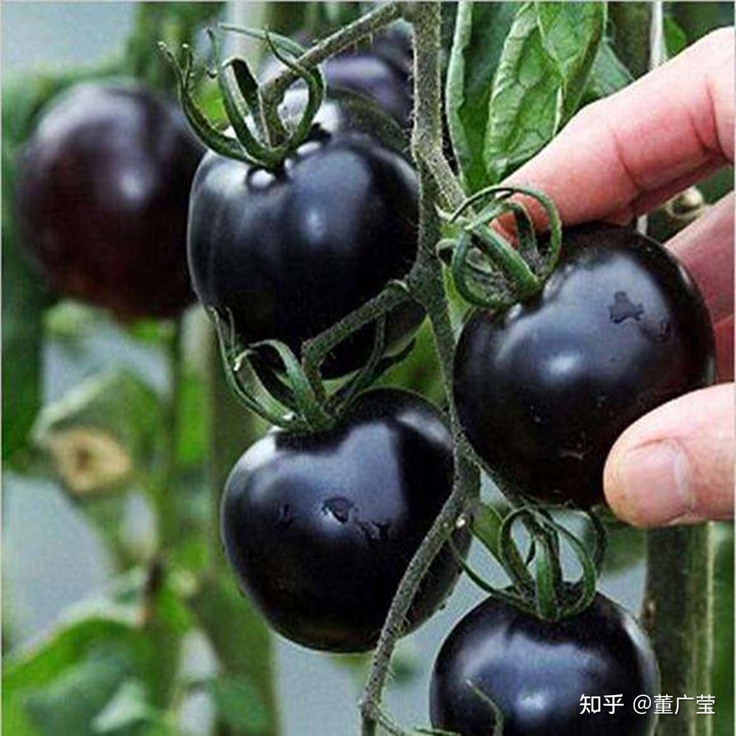还不知道这35种紫色蔬菜你太亏了 富含花青素 营养又美味 赶紧选几种趁着过年大显身手吧 过个健康年 知乎