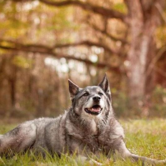 挪威猎麋犬