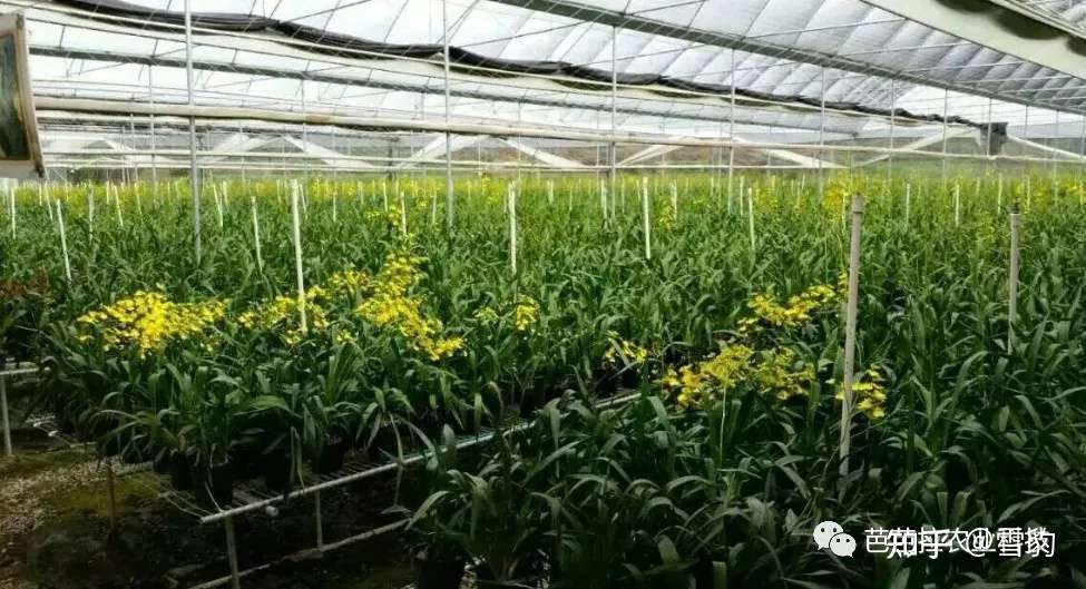 以兰会友 养兰的朋友注意了 二氧化碳对兰花的作用 知乎 以兰会友 养兰的朋友注意了 二氧化碳对兰花的作用 知乎