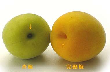 从了解到制作日本梅酒简单入门 知乎