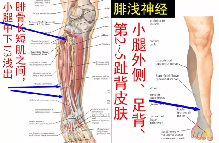 腰骶关节的上下缘,腰骶关节劳损插图27 腰骶关节的上下缘,腰骶关节劳损插图27