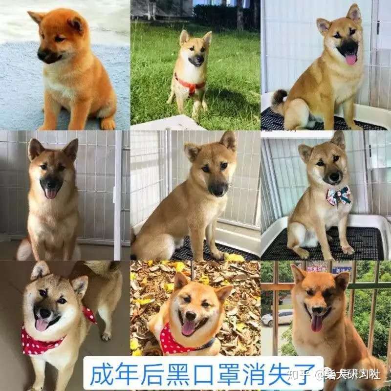 史上最全柴犬挑选攻略 知乎