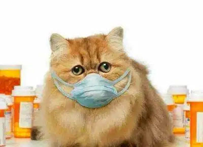 猫咪传染性疾病5猫披衣菌