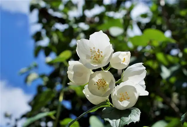 7月这10种正值花期的花 你最喜欢哪一种 知乎