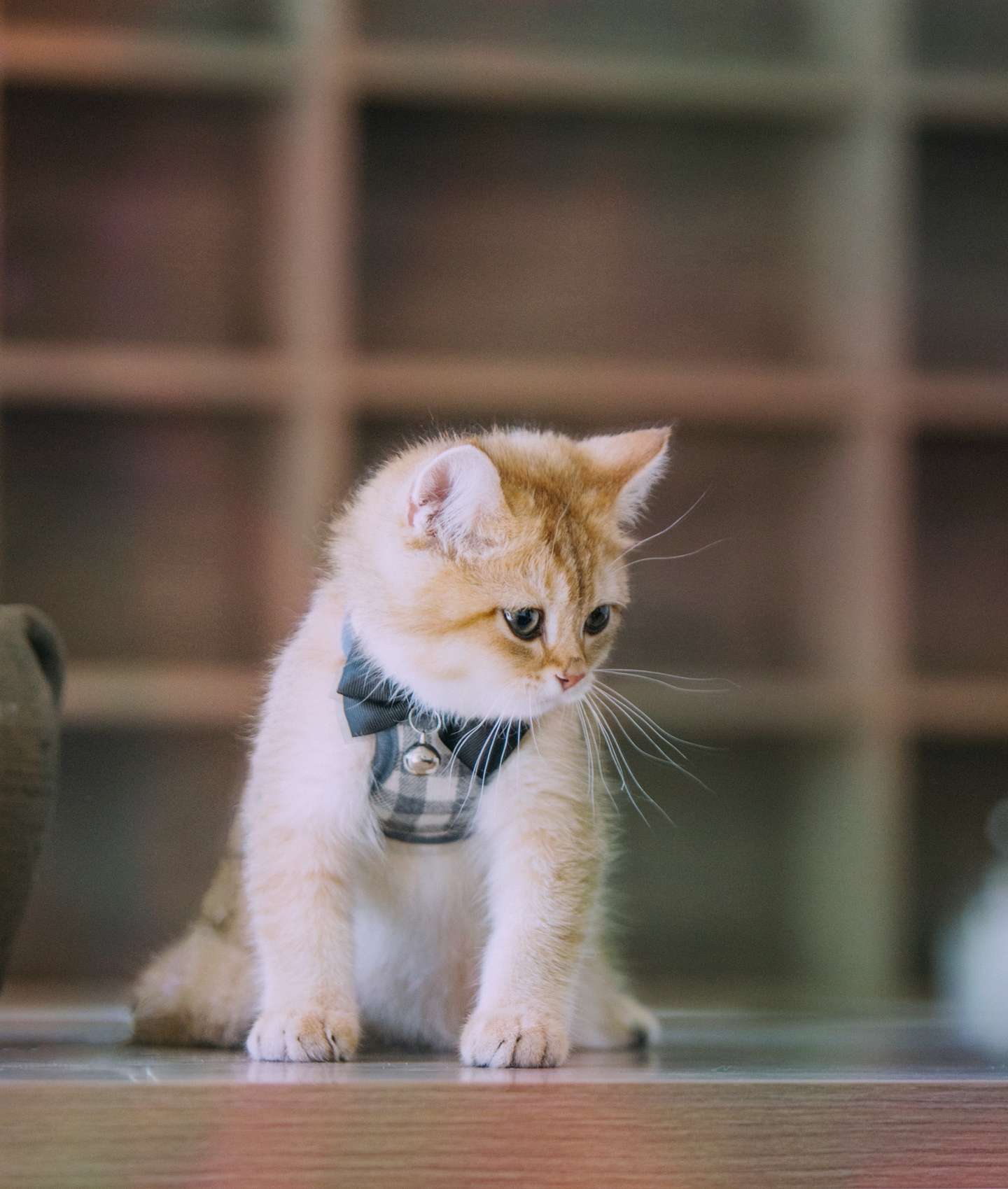 为什么金渐层的价格比英短的蓝白 银渐层 等花色都要贵很多 知乎