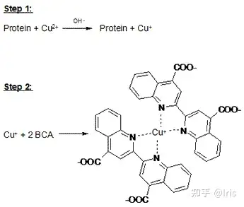 首先,蛋白质中的肽键可将硫酸铜中的cu2 还原成cu  (反应依赖于温度)