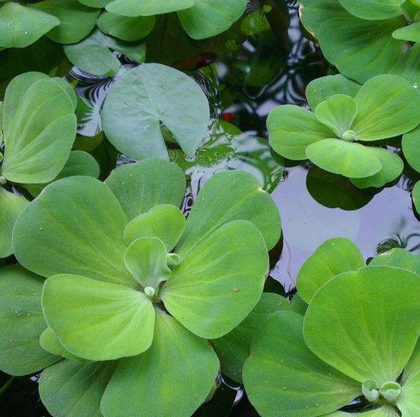 科普 不要只知道水葫芦了 这些生物也在大量入侵中国 其中有你的家乡吗 知乎