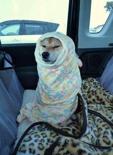 有哪些形容冻成狗的表情包