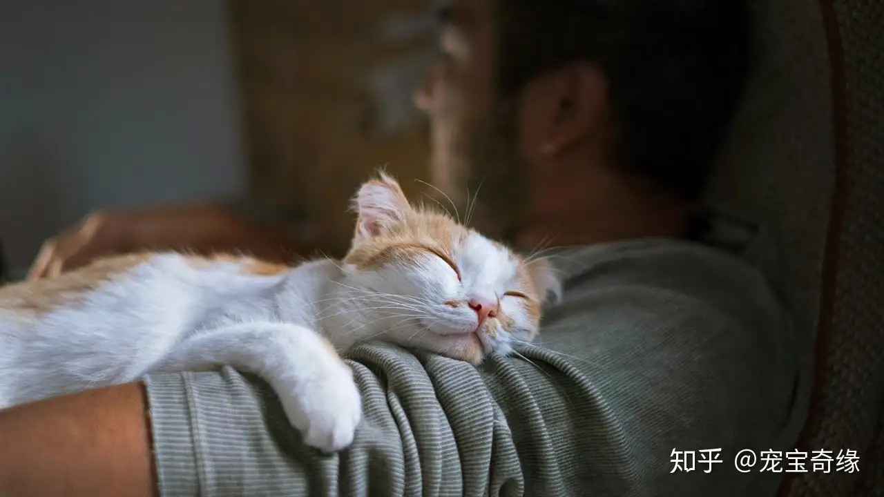 为什么猫咪总喜欢睡在你身上？ - 知乎