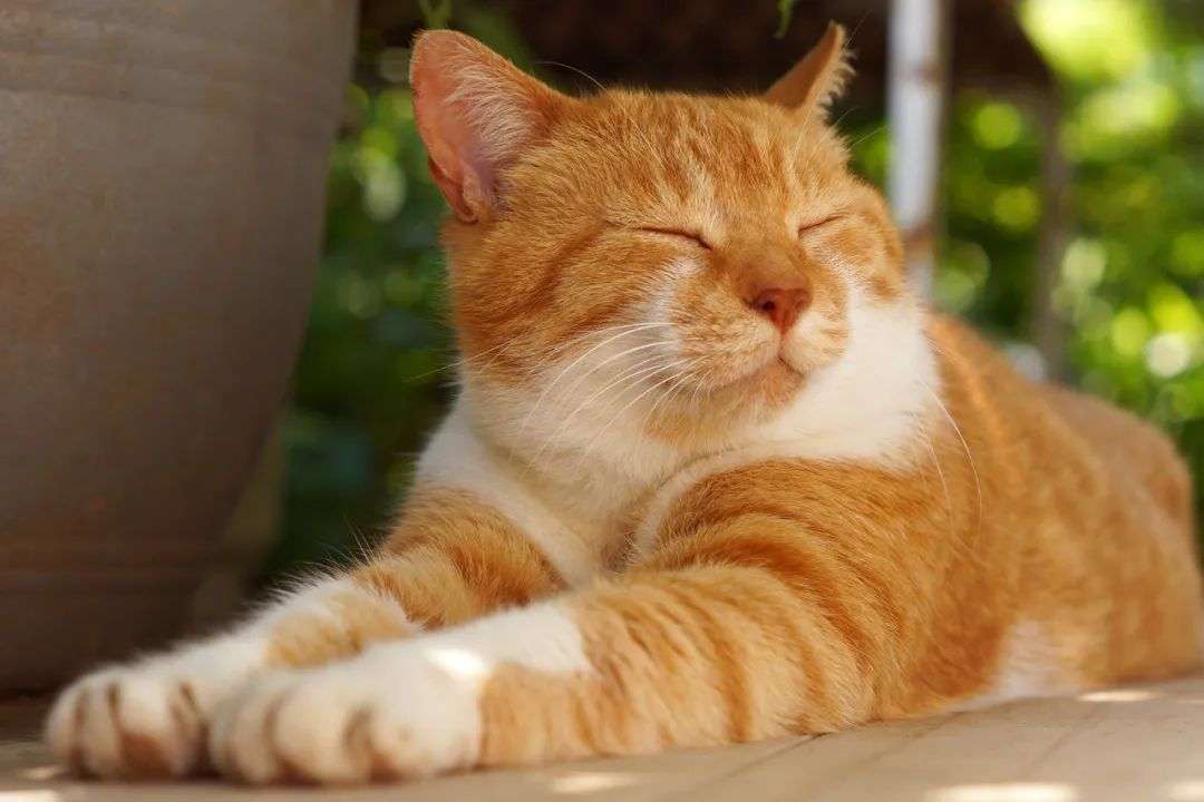 猫 求你快带我去医院吧 太疼了 知乎