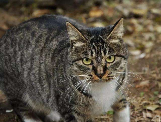 怒了 宝宝被猫咬伤 没想到主人竟然这样说 知乎