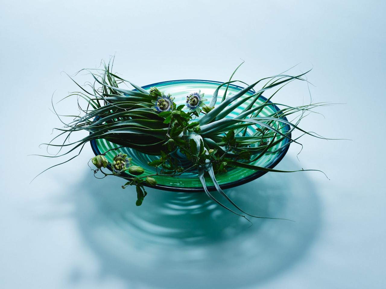 300万人 为何拜入草月门下 知乎