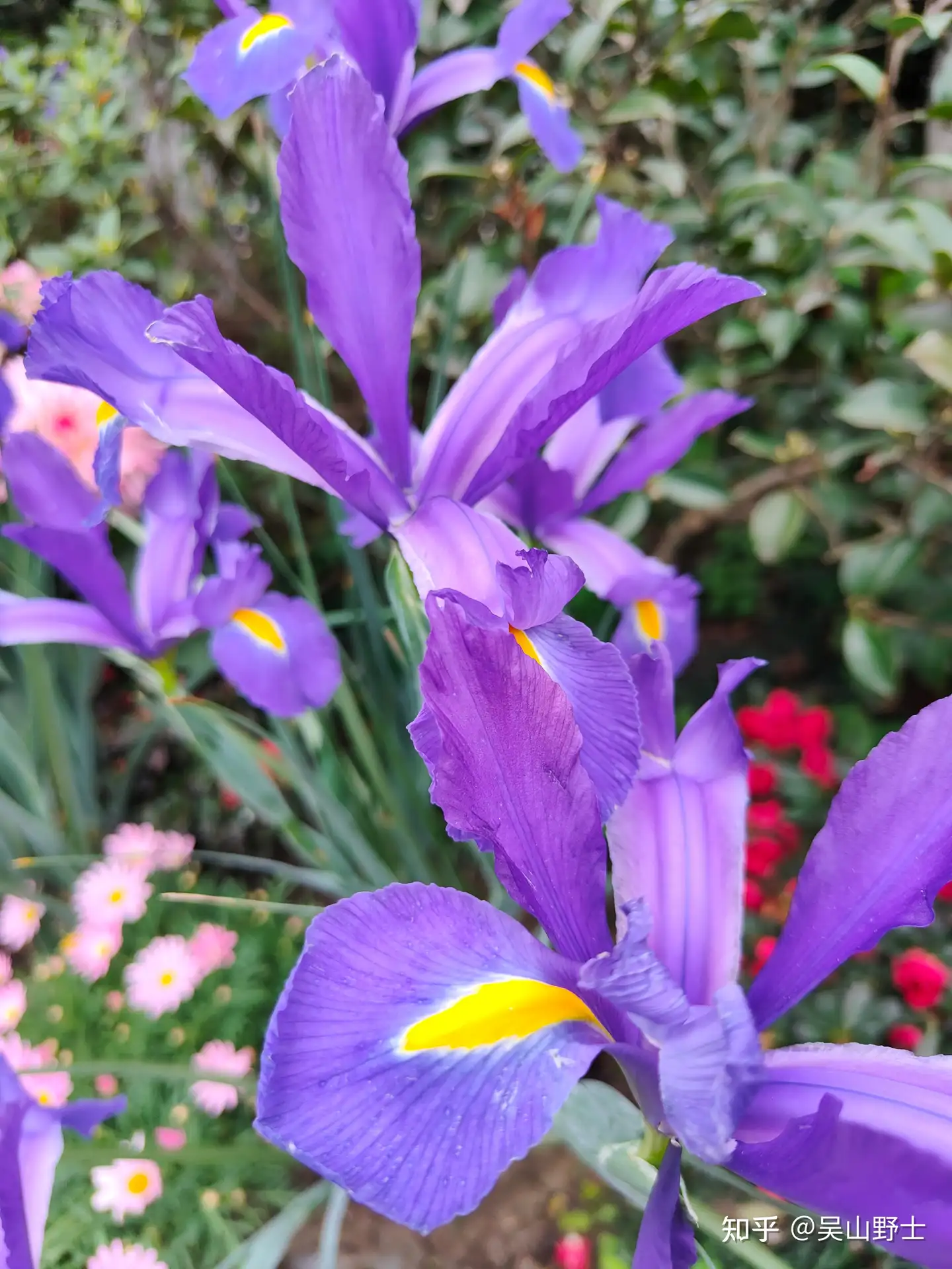 七绝 紫花鸢尾 平水韵 知乎
