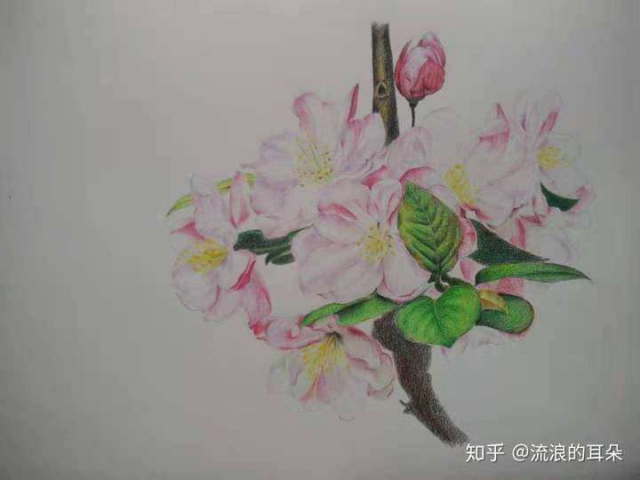 【手绘过程】西府海棠