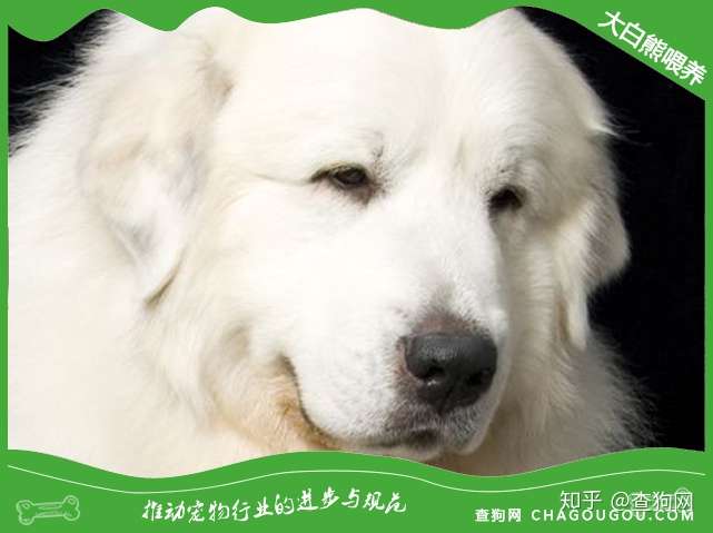 大白熊犬性格好不好 知乎