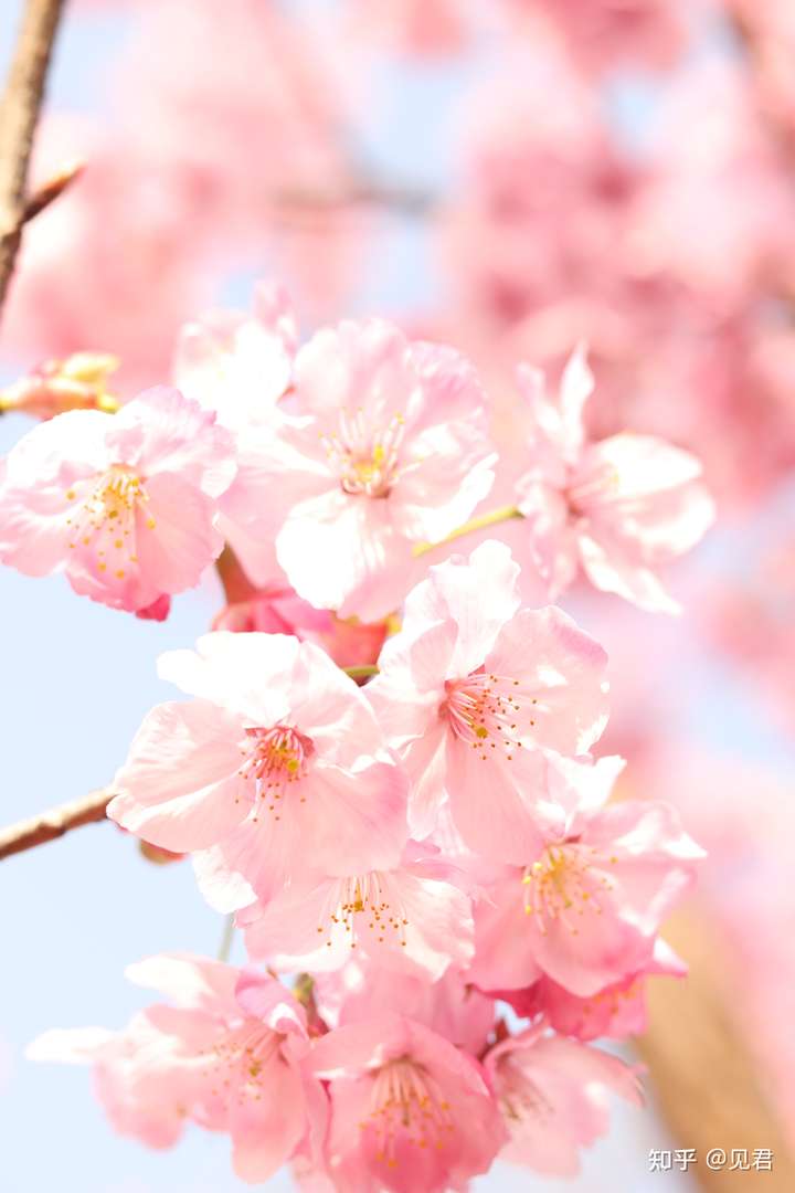 春日已至,你拍了哪些花的照片?