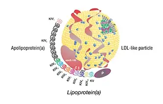 了解遗传性脂蛋白a