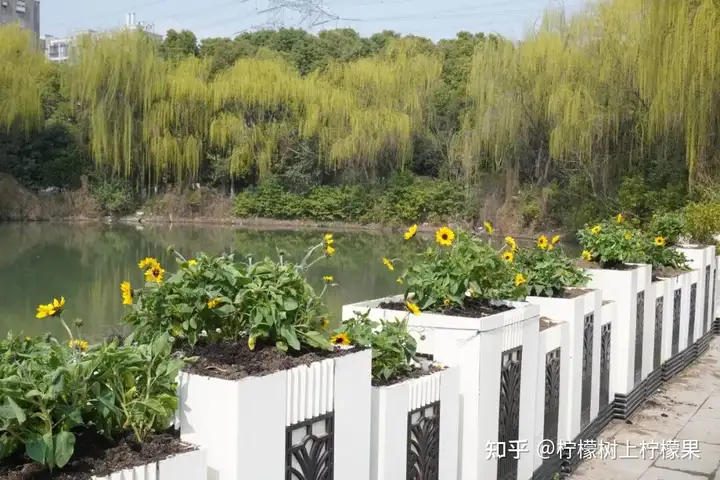 播種綠色希望 共建美麗校園 | 我校塘棲校區(qū)開展植樹節(jié)活動(dòng)！(圖11)