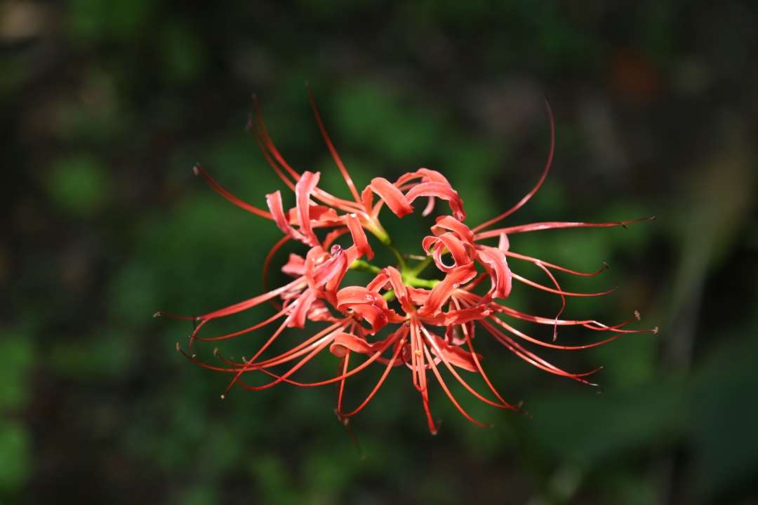 曼珠沙华 别名红色彼岸花 Lycorisradiata 又称 引魂之花 知乎