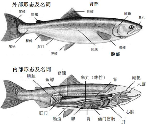 文昌鱼整体结构图图片