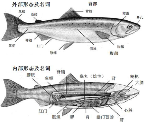 怎么看三文鱼新不新鲜?