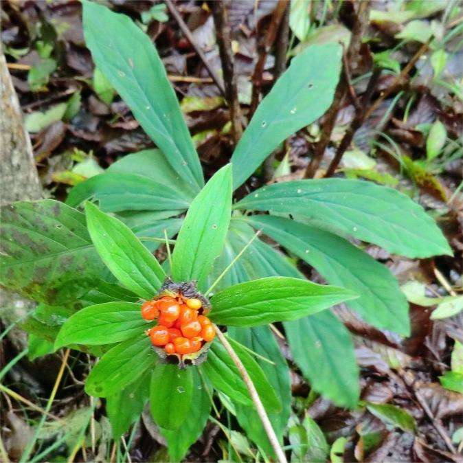 我想快樂一點 的想法: 它叫七葉一枝花 | 九葉重樓二兩,冬至蟬