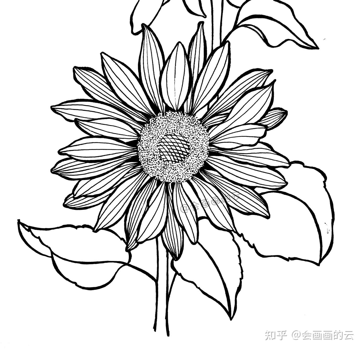 画画就是这么简单 教你如何用一支笔画线描花卉 知乎 画画就是这么简单 教你如何用一支笔画线描花卉 知乎